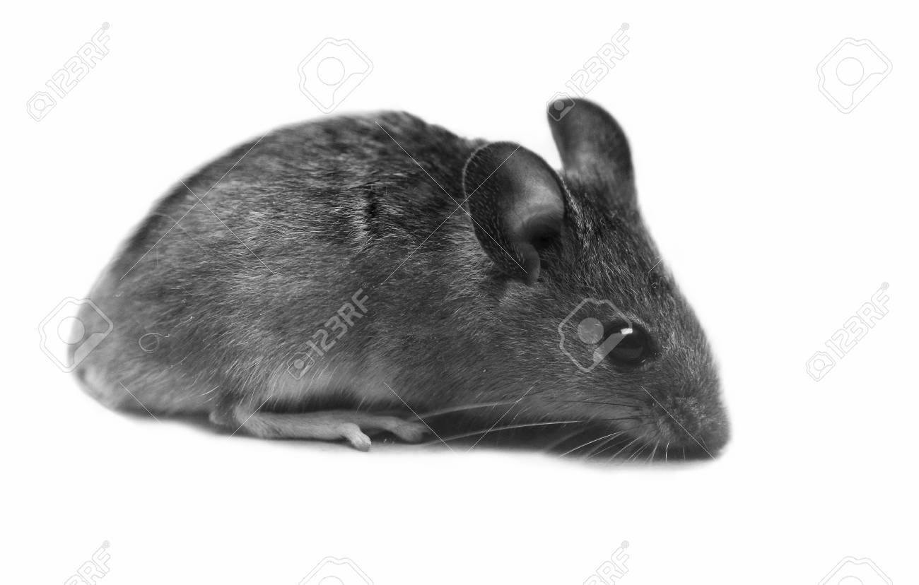 Petite Souris Grise Isole Sur Fond Blanc Banque D Images Et Photos Libres De Droits Image Petite Souris Grise Isole Sur Fond Blanc Banque D Images Et Photos Libres De Droits Image