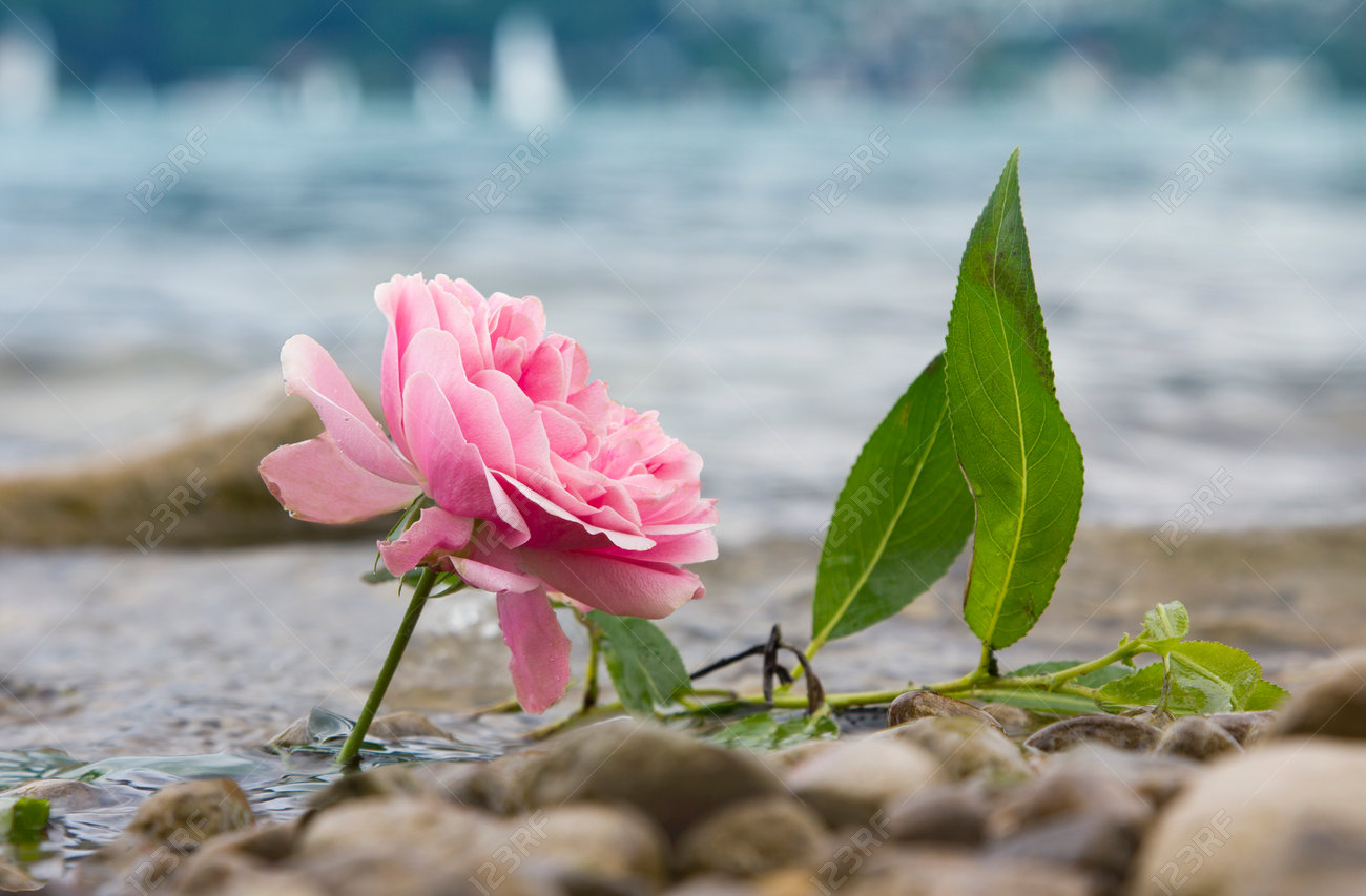 one fresh rose at the lake shore, beach with pebble stones - 43320052 one fresh rose at the lake shore, beach with pebble stones - 43320052