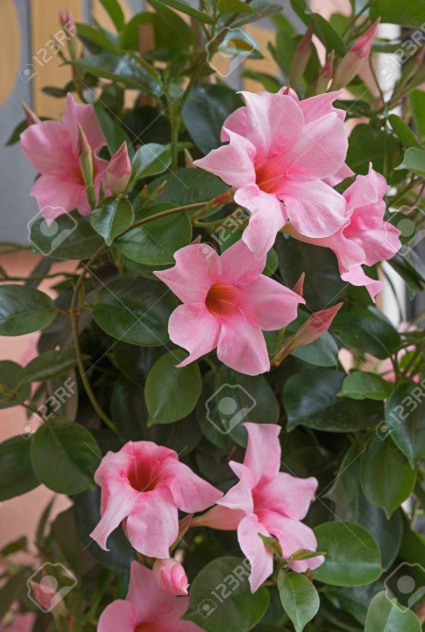 Méditerranéen Mandevilla Plante Grimpante Avec Des Fleurs En Rose Clair Mise Au Point Sélective