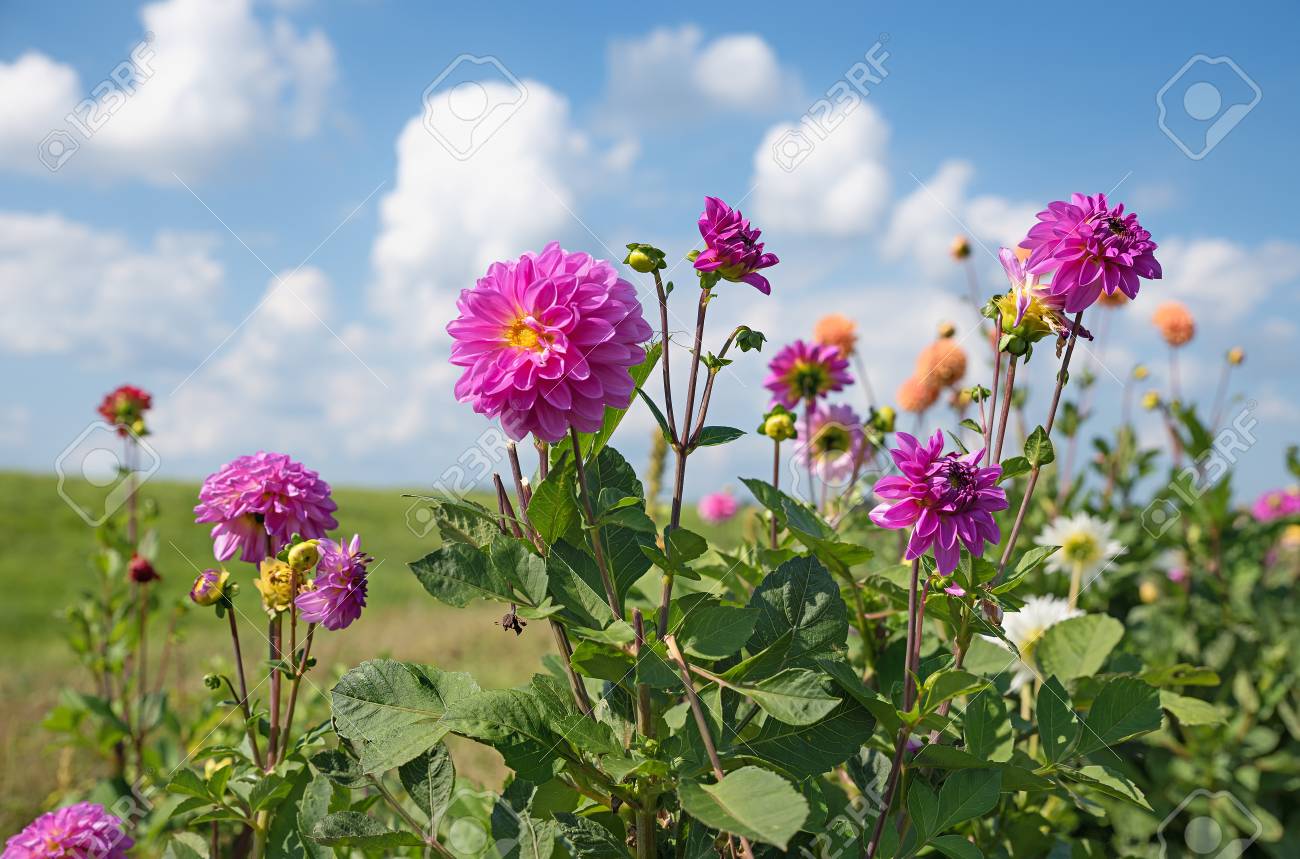 Plante Vivace De Dahlia à Fleurs Roses Dans Les Champs