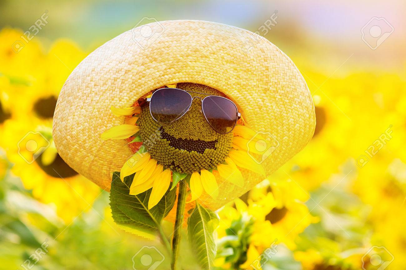 Tournesol Drole Avec Des Lunettes De Soleil Et Chapeau Sourire Banque D Images Et Photos Libres De Droits Image Tournesol Drole Avec Des Lunettes De Soleil Et Chapeau Sourire Banque D Images Et Photos Libres De Droits Image