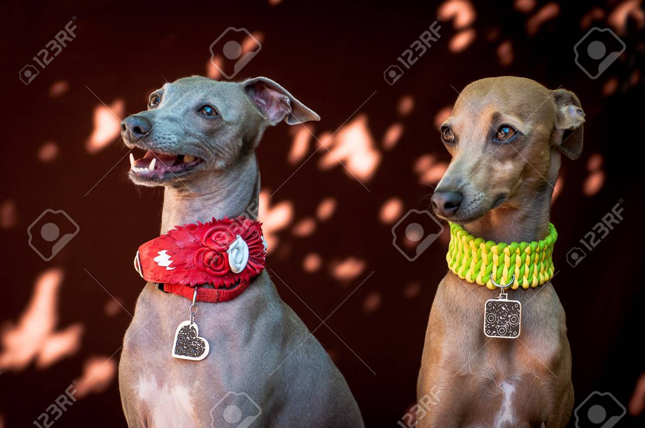 茶色の色にあると首 Osheynok とメダルに進む時計のイタリアン グレーハウンドの品種の犬の肖像画 の写真素材 画像素材 Image