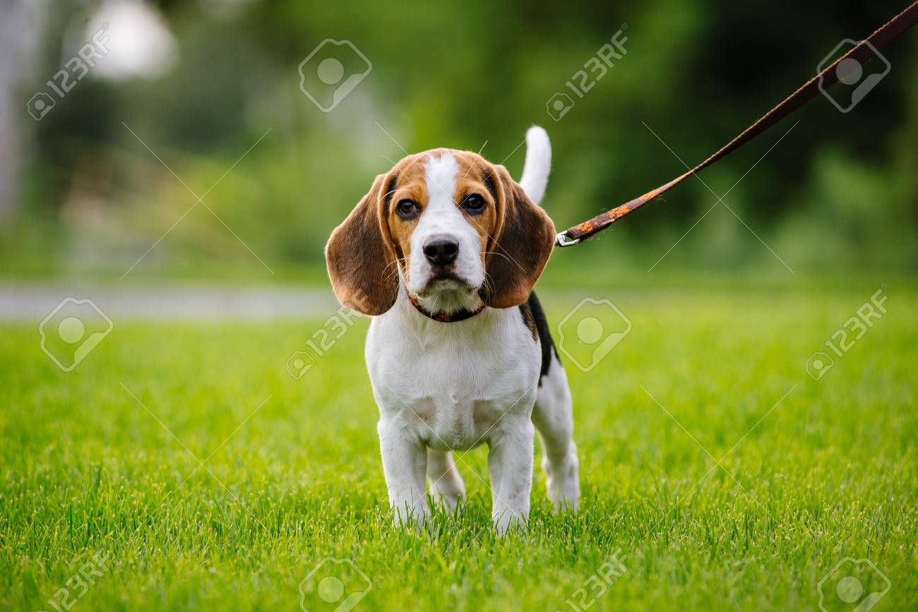 緑の草原の犬 ビーグル犬の子犬が歩きます 散歩犬ビーグル の写真素材 画像素材 Image 緑の草原の犬 ビーグル犬の子犬が歩きます 散歩犬ビーグル の写真素材 画像素材 Image