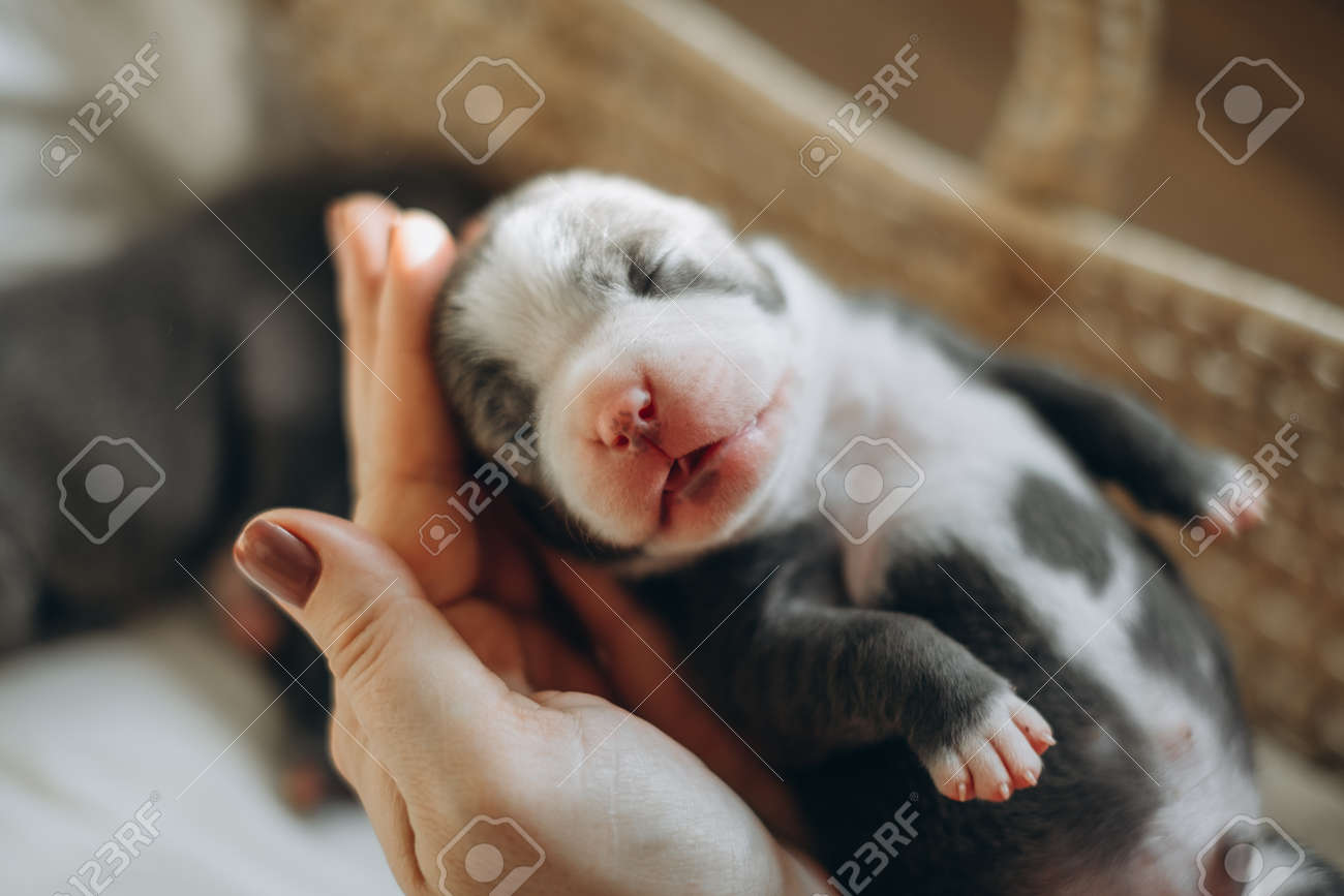 Raising American Bully Puppies. Sleeping In A Wicker Basket Are Several  Cute And Small Blue Bully Puppies. Stock Photo, Picture and Royalty Free  Image. Image 185430537., image size:1300x867