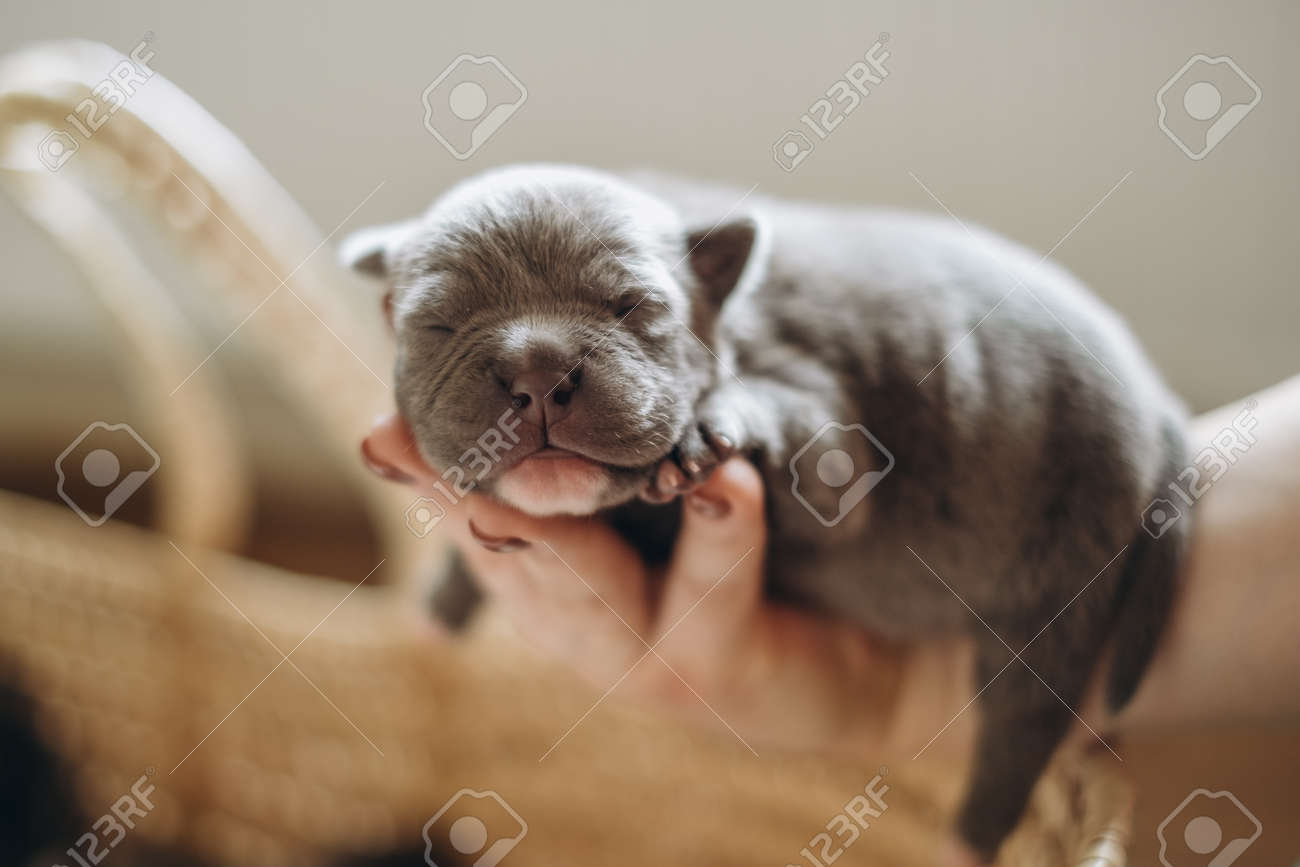 Raising American Bully Puppies. Sleeping In A Wicker Basket Are Several  Cute And Small Blue Bully Puppies. Stock Photo, Picture and Royalty Free  Image. Image 185430545., image size:1300x867
