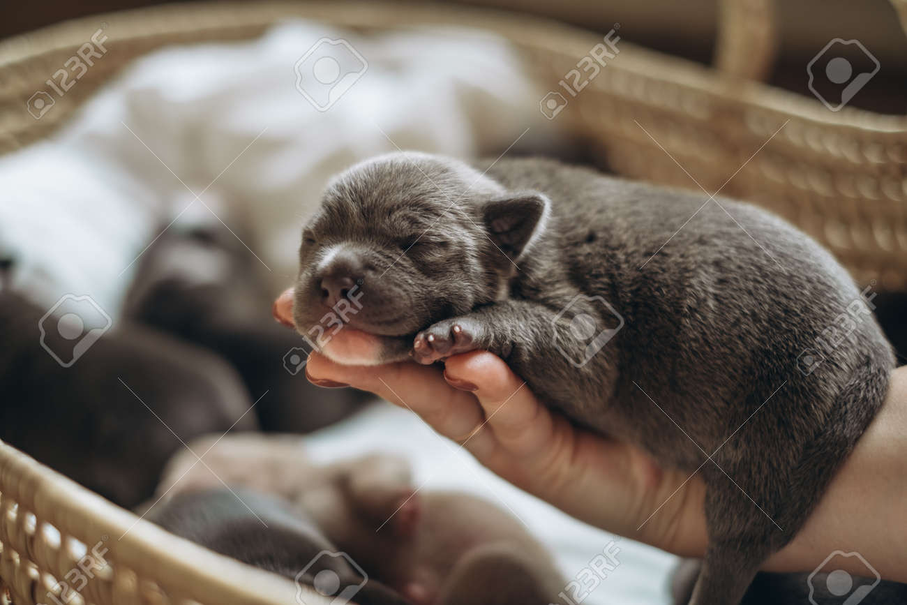 Raising American Bully Puppies. Sleeping In A Wicker Basket Are Several  Cute And Small Blue Bully Puppies. Stock Photo, Picture and Royalty Free  Image. Image 185430546., image size:1300x867