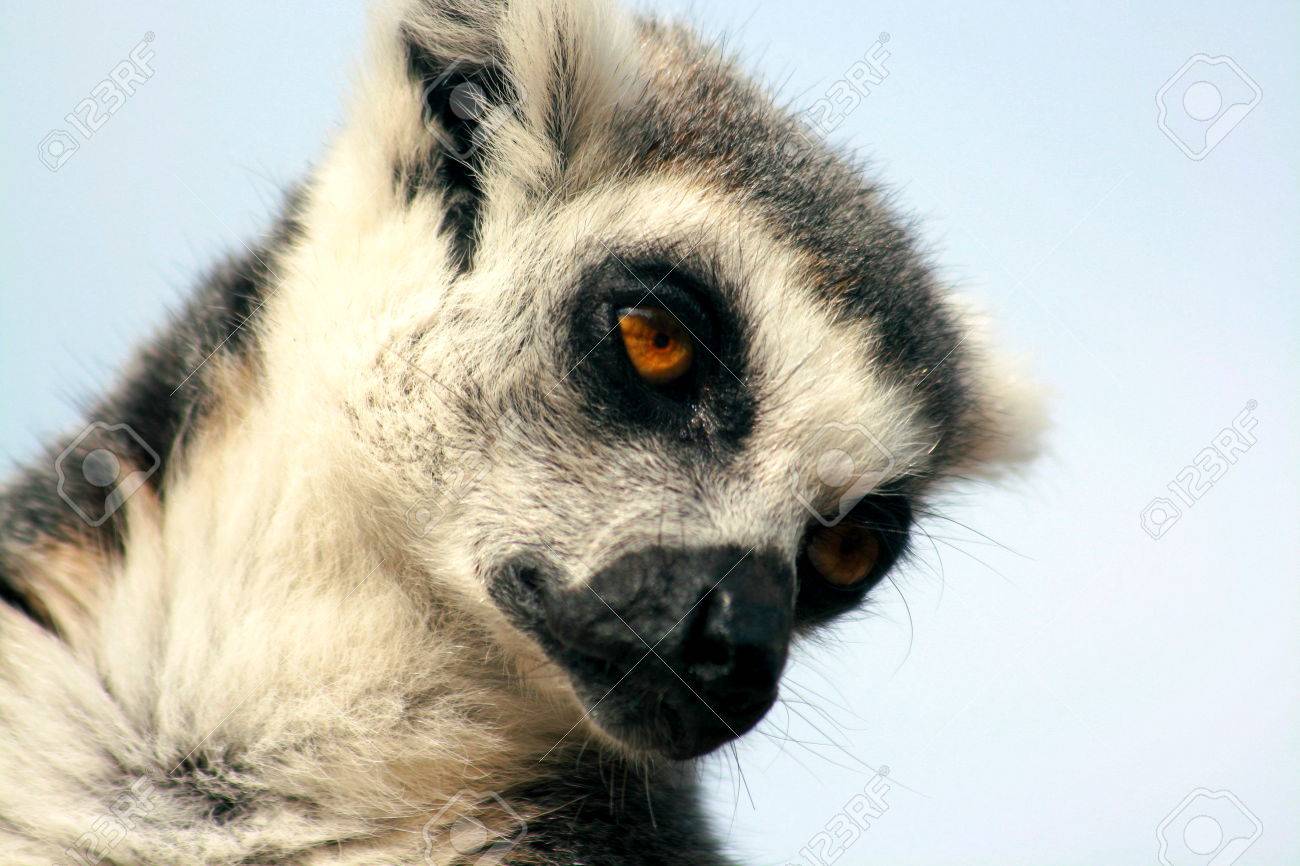 ring tailed lemur taking a nap - 50846467 ring tailed lemur taking a nap - 50846467