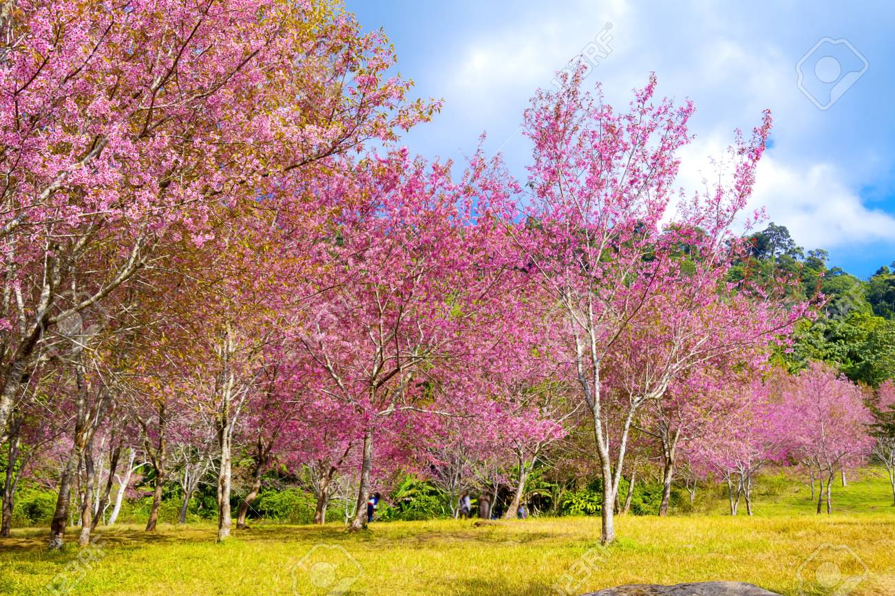 Cherry Blossom Flower Or Sakura Full Bloom Winter In Forest At Phu Lom Lo Loi Province Thailand Stock Photo Picture And Royalty Free Image Image