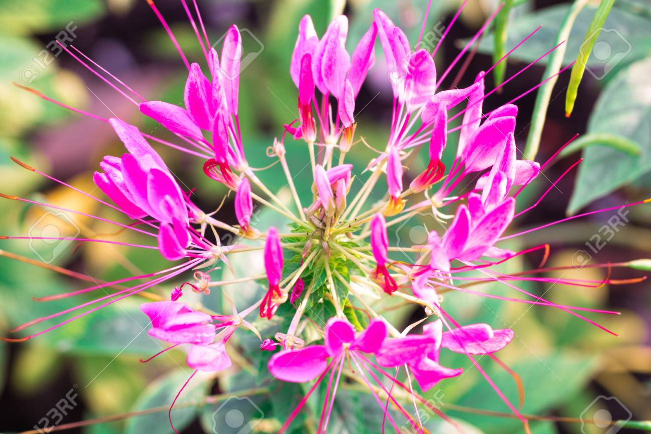 ピンクとウィヒテスパイダーの花 クレオメハスレリアーナは 朝に雨が降った後 スポーザーで分離し 技術的なコストアップ の写真素材 画像素材 Image