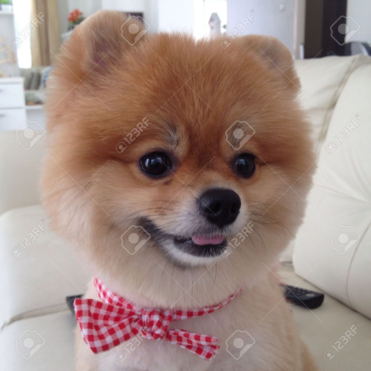 pomeranian dog grooming bear