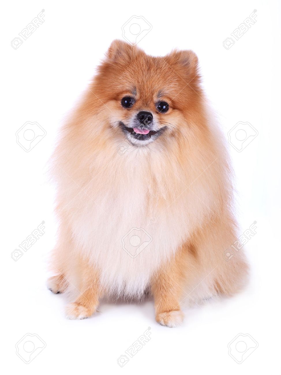 かわいいペット茶色ポメラニアンのグルーミング犬白い背景上に分離されて の写真素材 画像素材 Image