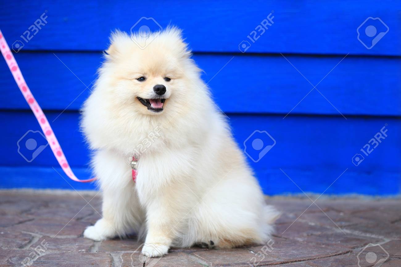 白いポメラニアン仔犬 かわいいペット の写真素材 画像素材 Image