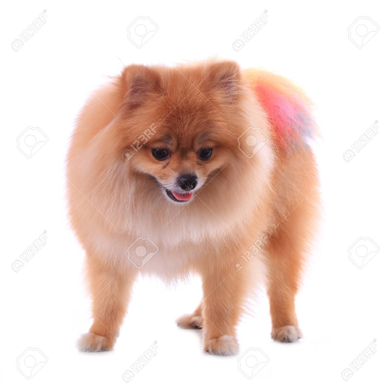 家でかわいいペット 白地に分離された茶色のポメラニアン犬 の写真素材 画像素材 Image