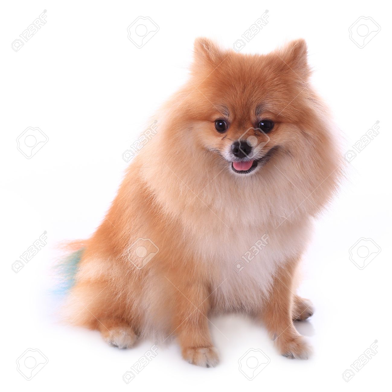 かわいいペットの家で白い背景の上分離した茶色のポメラニアン犬 の写真素材 画像素材 Image