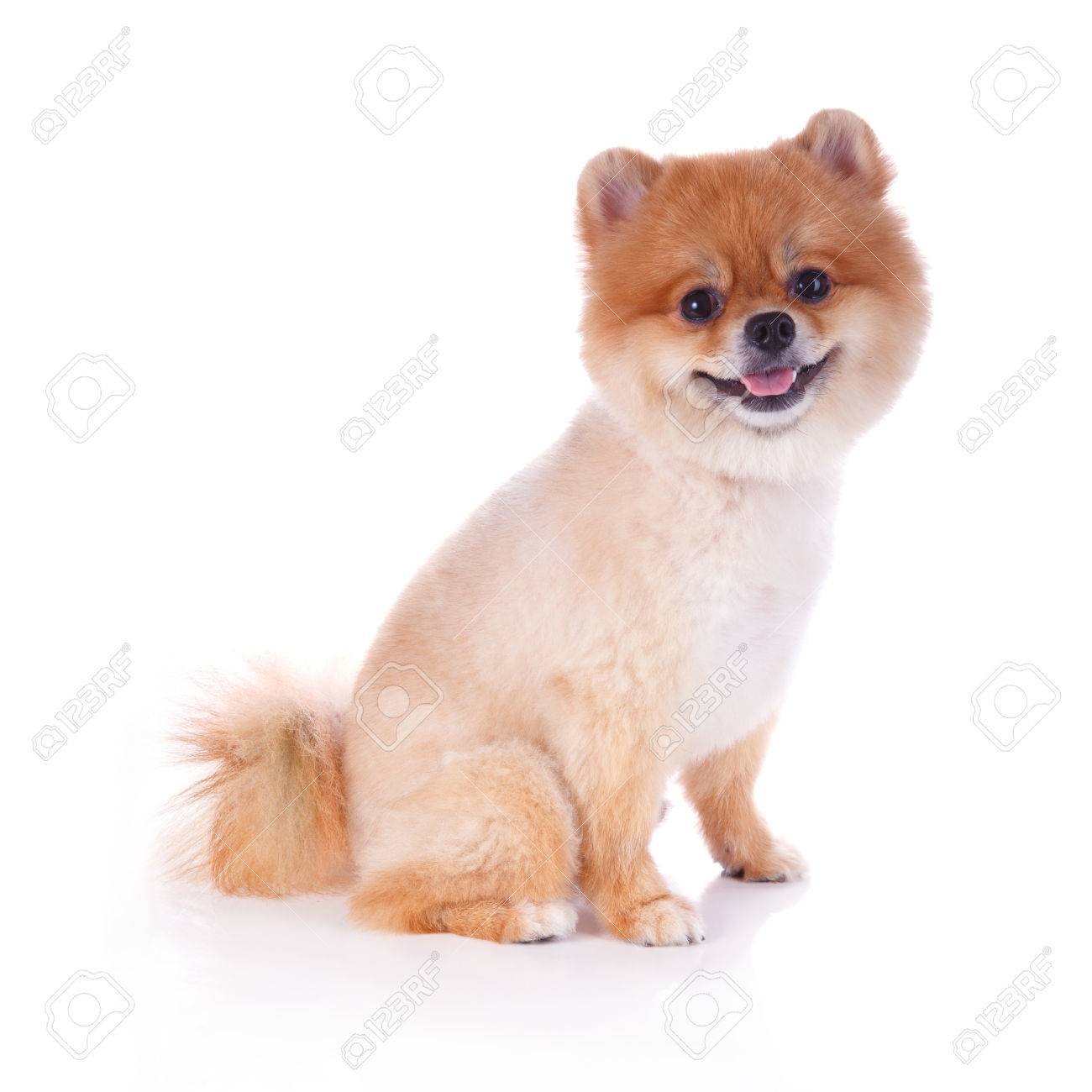 Pomeranian Dog Brown Short Hair On White Background Stock Photo
