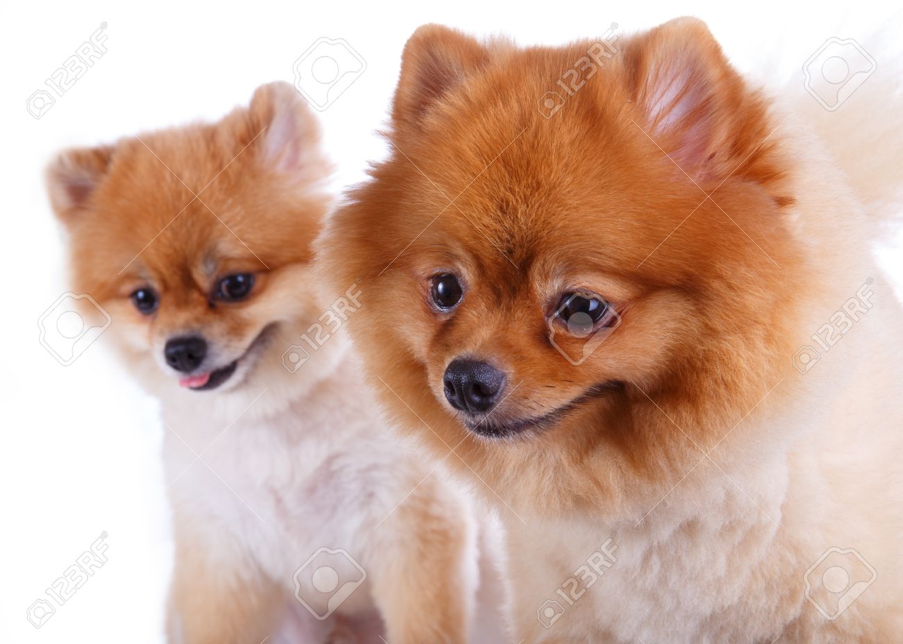 Pomeranian Dog Brown Short Hair On White Background Stock Photo