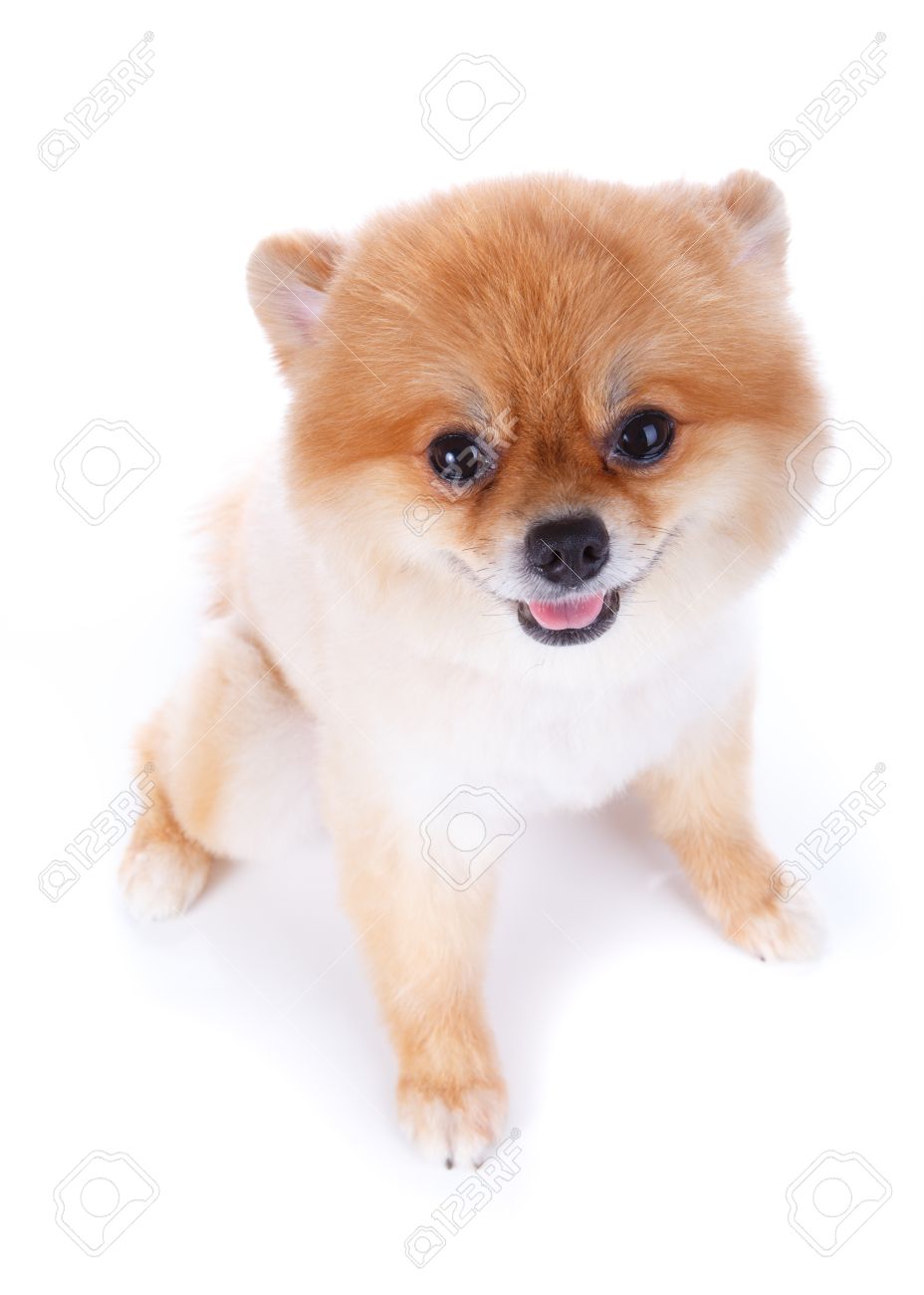 Pomeranian Dog Brown Short Hair On White Background Stock Photo