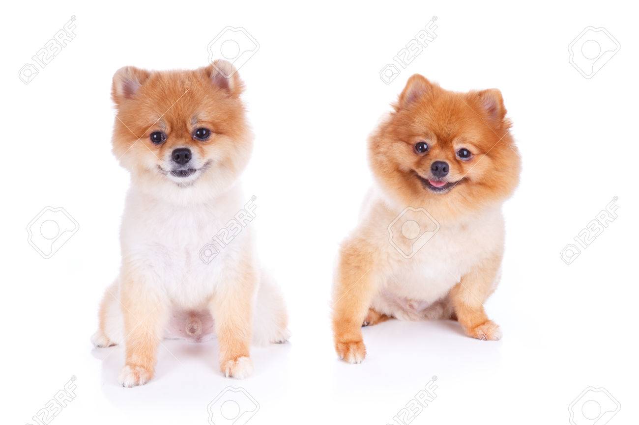 Pomeranian Dog Brown Short Hair On White Background Stock Photo