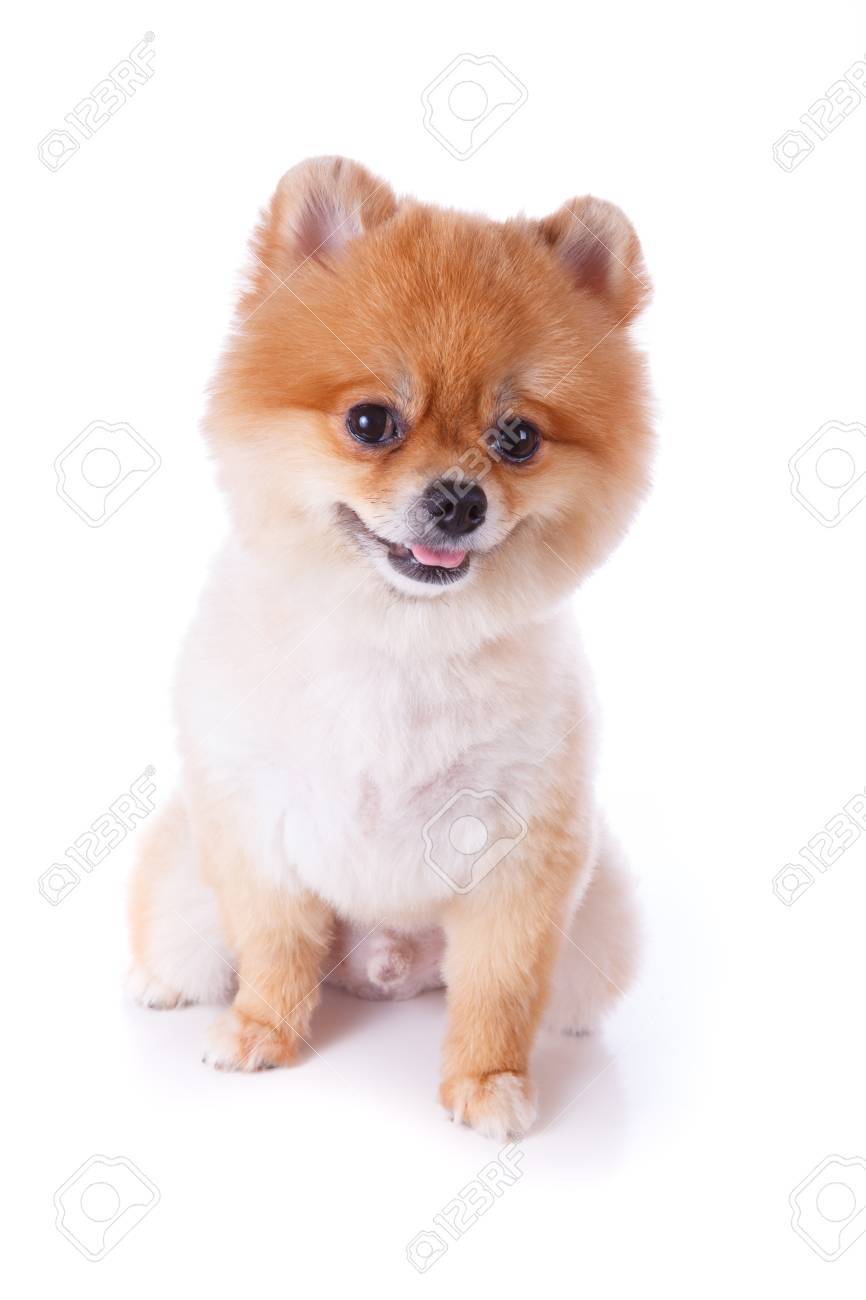 Pomeranian Dog Brown Short Hair On White Background Stock Photo