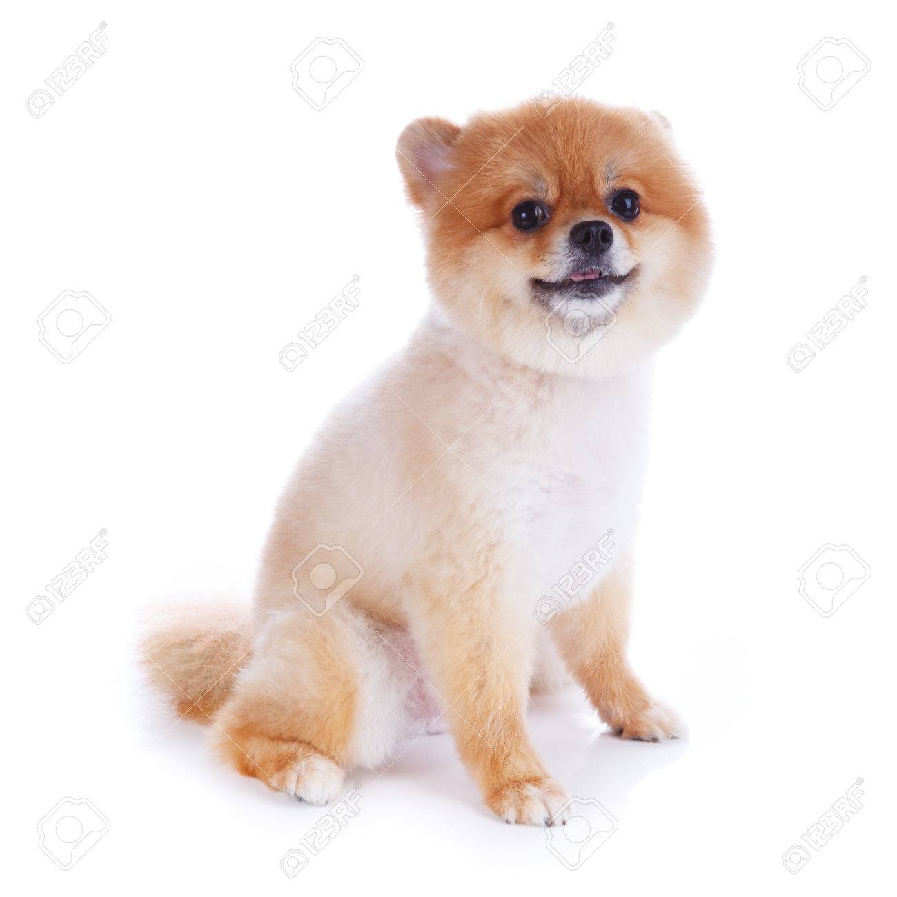 Pomeranian Dog Brown Short Hair On White Background Stock Photo