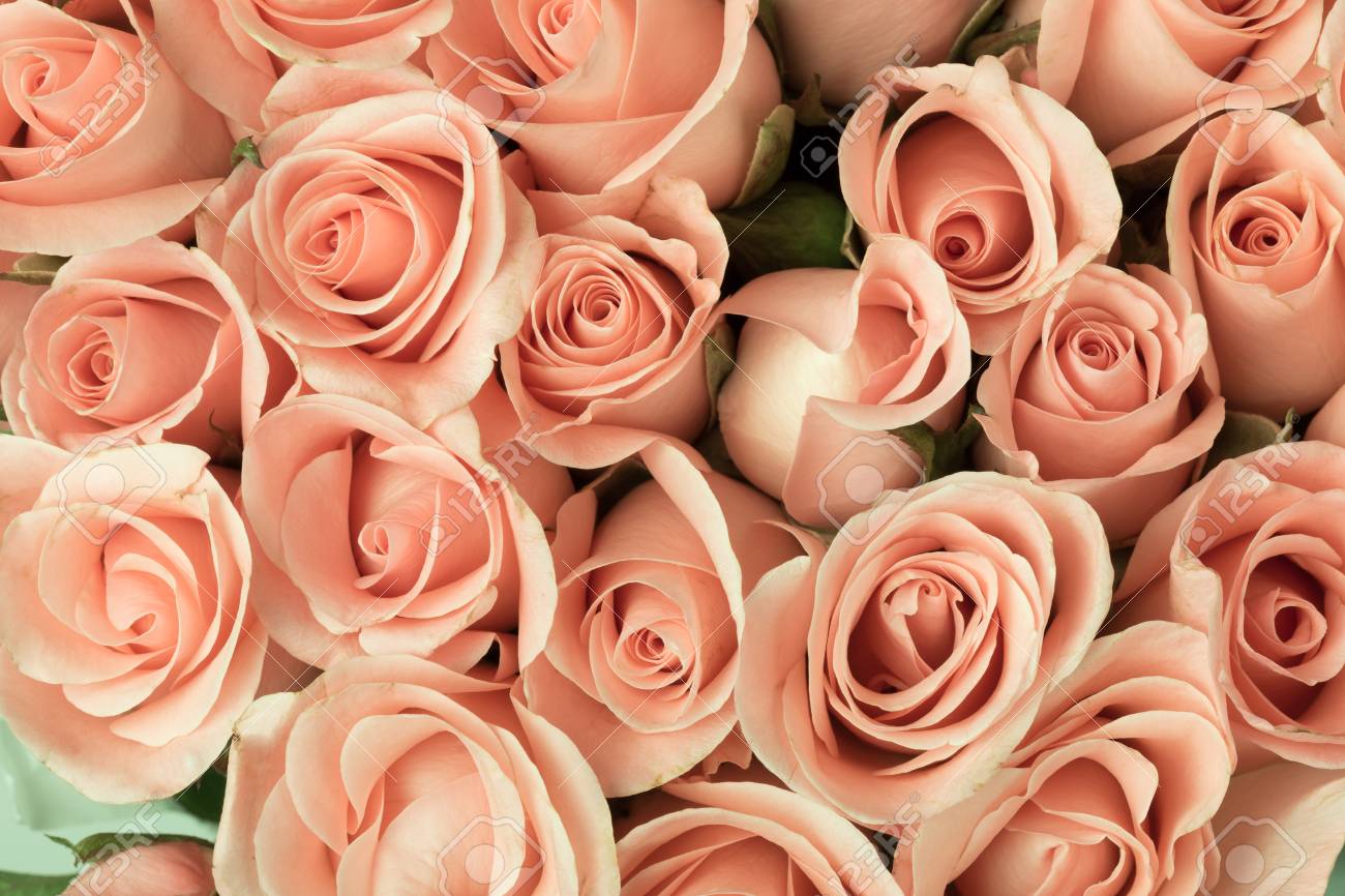 シルビア 花 薔薇 花瓶 バンケット オレンジ背景 額縁 アート オレンジ