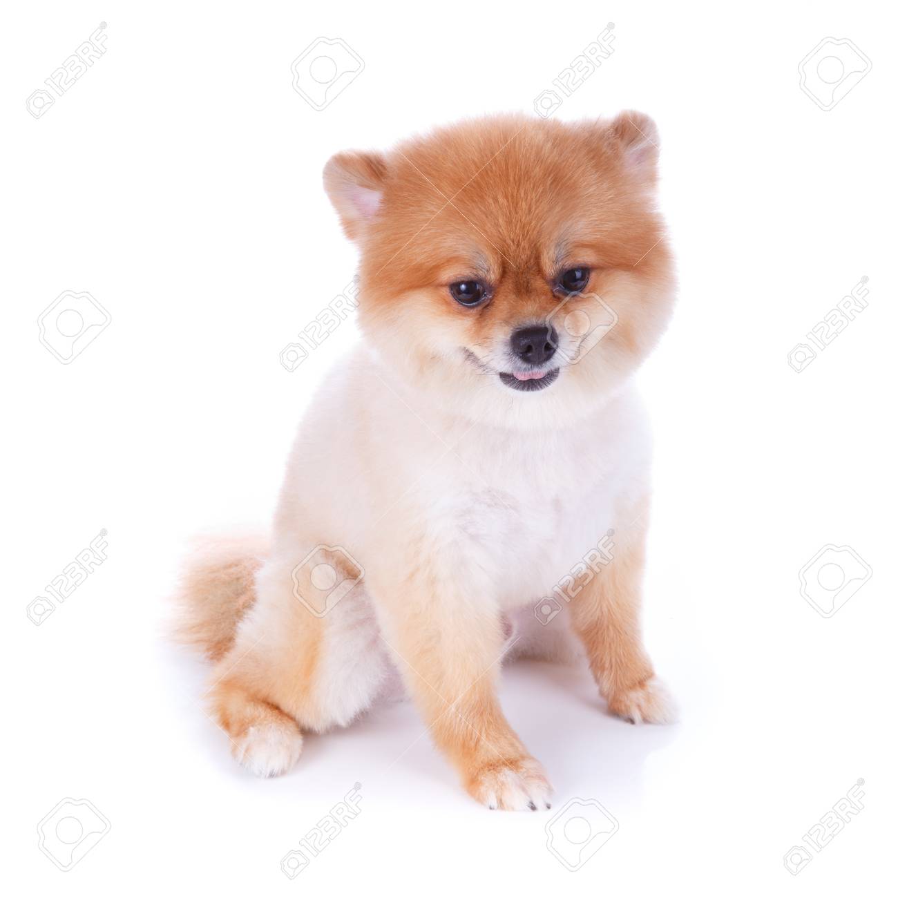 Pomeranian Dog Brown Short Hair On White Background Stock Photo