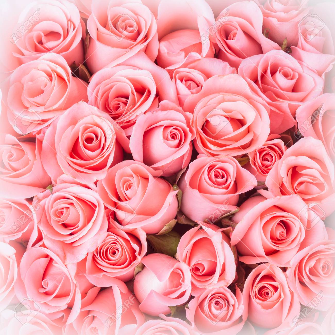 Pink Rose Flower Bouquet Background Stock Photo Picture And Royalty Free Image Image
