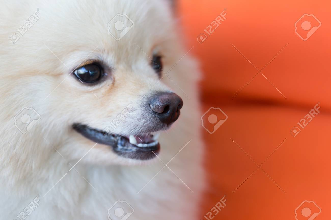 Animal Mignon Gros Plan Nez Poméranie Chien Blanc