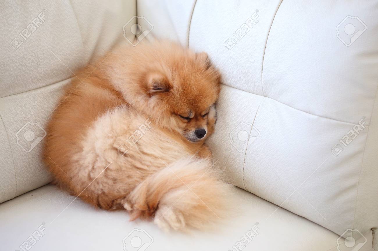 pomeranian sleeping