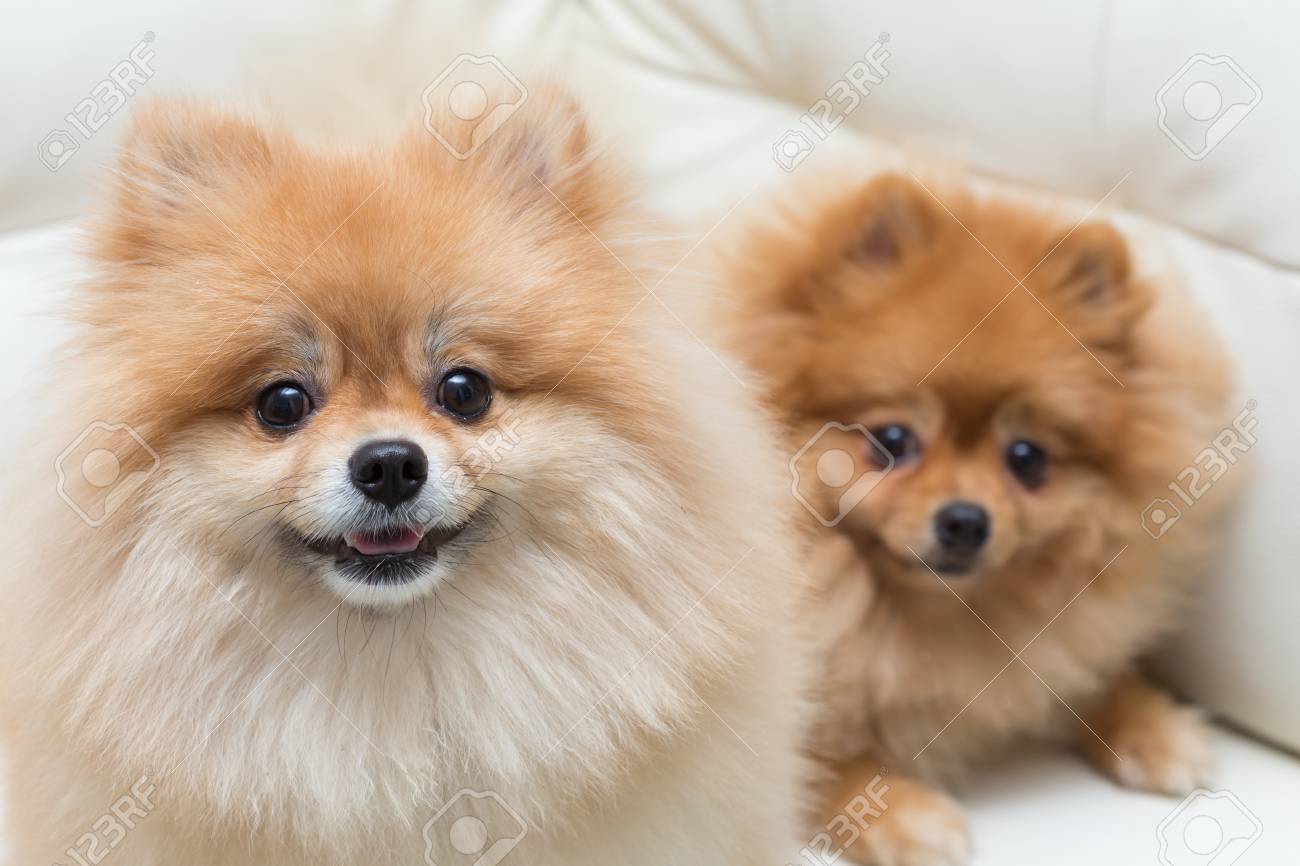 子犬ポメラニアン犬の白いソファ家具に座ってかわいいペット の写真素材 画像素材 Image