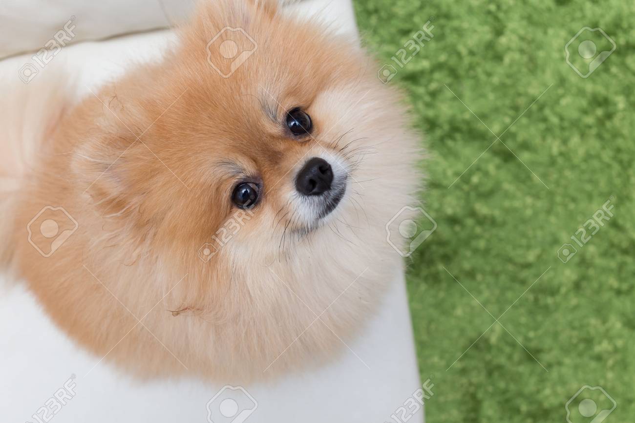 家で子犬ポメラニアン犬のかわいいペット の写真素材 画像素材 Image