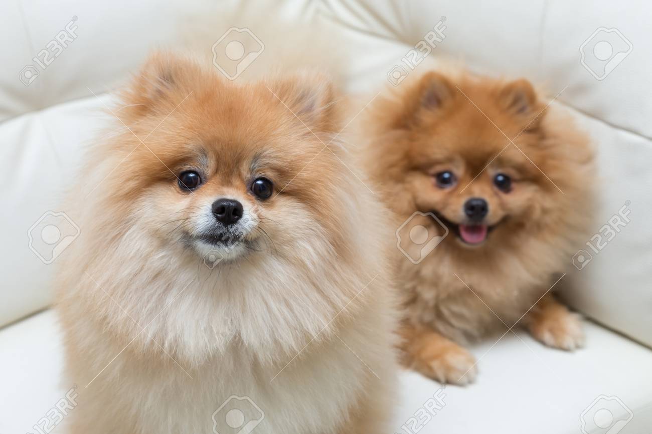 Puppy Pomeranian Dog Cute Pets Sitting On White Sofa Furniture