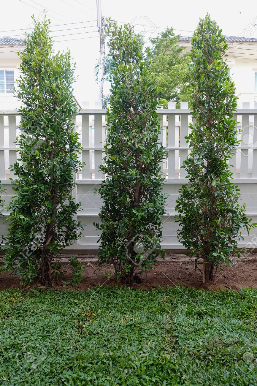 裏庭の庭の木や草を植える庭仕事 の写真素材 画像素材 Image 裏庭の庭の木や草を植える庭仕事 の写真素材 画像素材 Image
