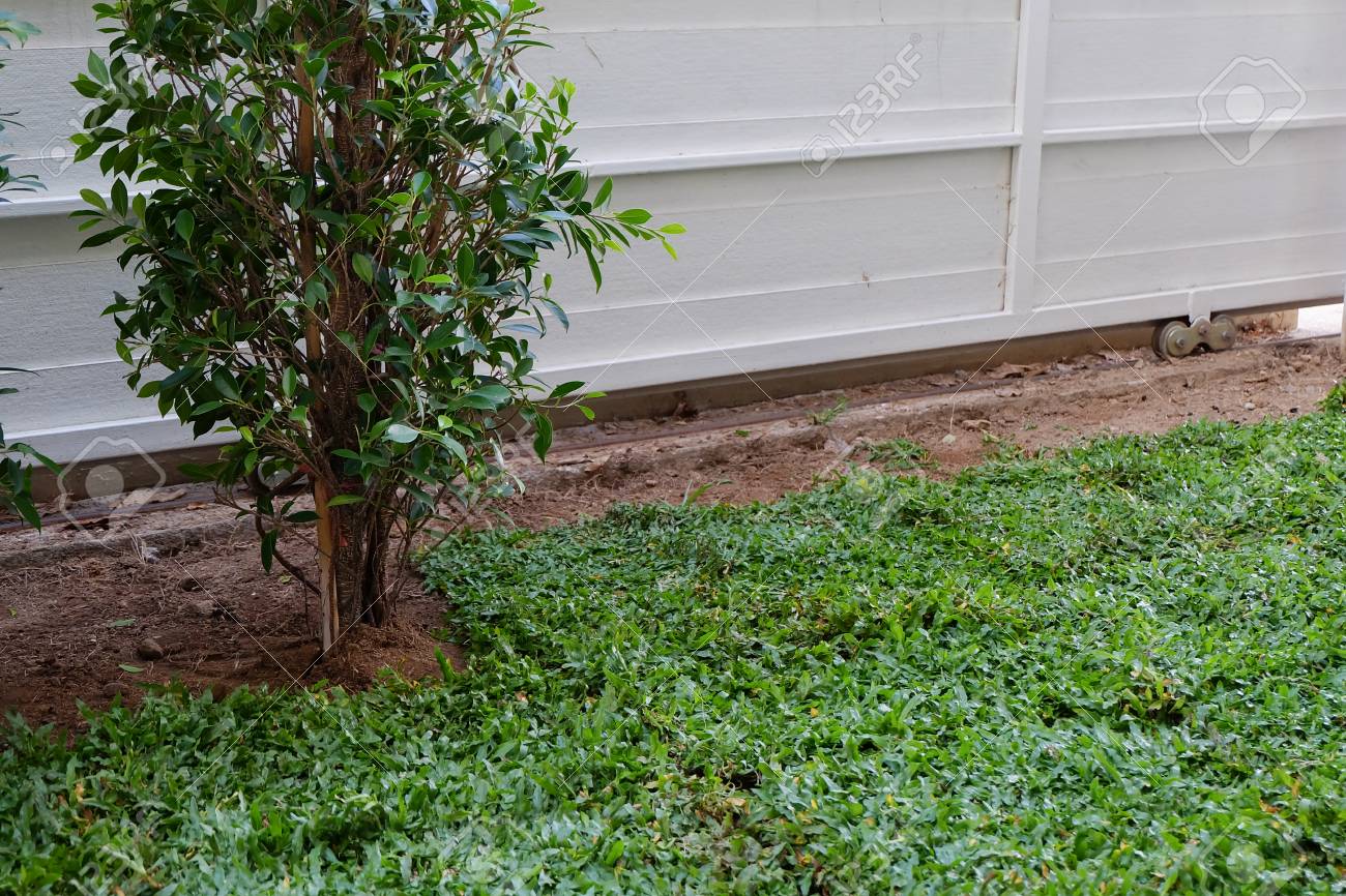 裏庭の庭の木や草を植える庭仕事 の写真素材 画像素材 Image