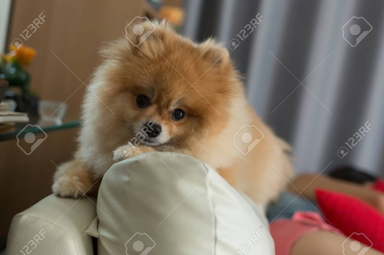 ポメラニアンの小型犬かわいいペット友好的な家 の写真素材 画像素材 Image