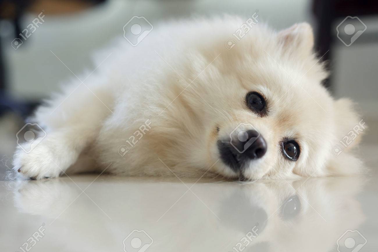 small white pomeranian