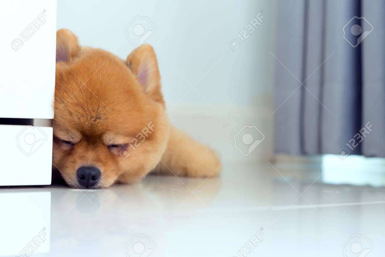 Brown Pomeranian Puppy Dog Grooming Short Hair Style Cute Pet