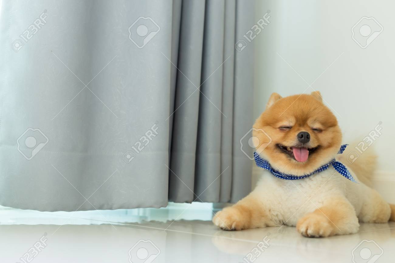 grooming pomeranian at home