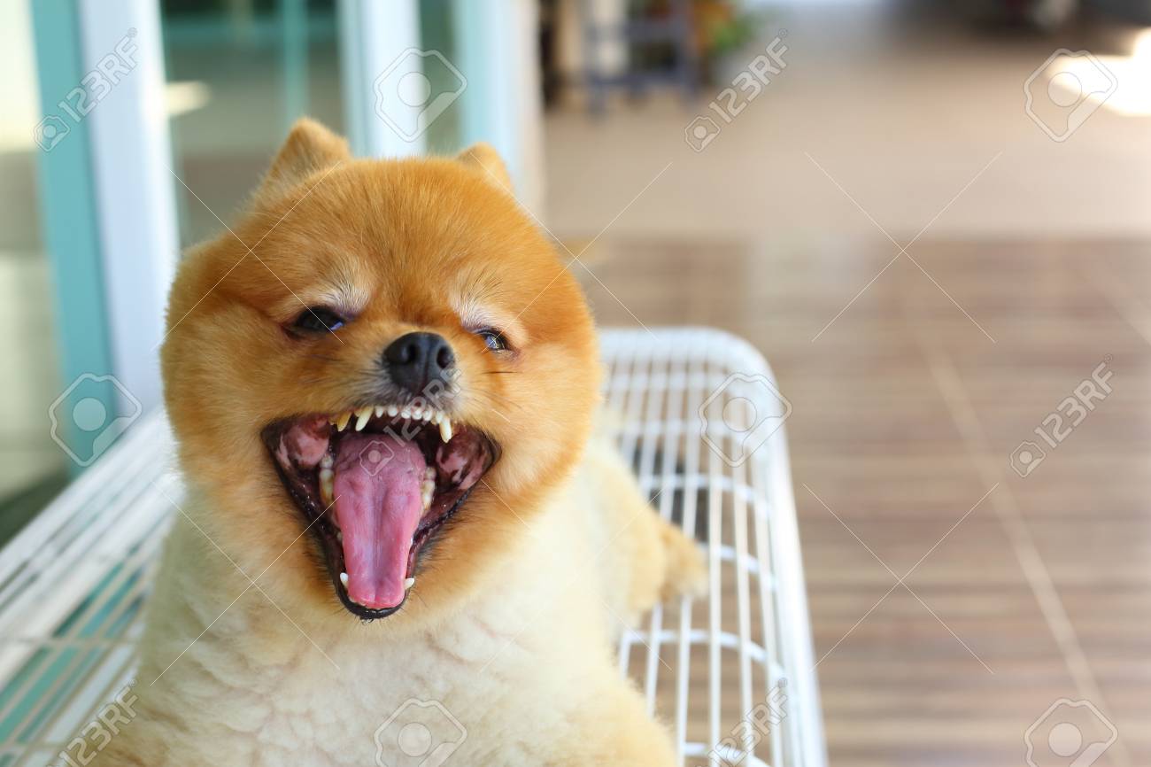 Pomeranian Small Dog Cute Pet Friendly Animal Grooming Short