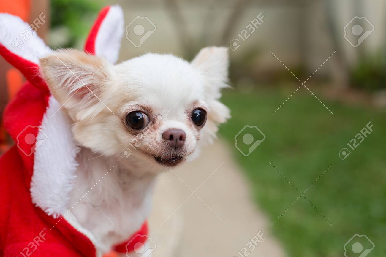 チワワ小型犬のかわいいペットは緑の芝生のフィールドで幸せな笑顔します の写真素材 画像素材 Image チワワ小型犬のかわいいペットは緑の芝生のフィールドで幸せな笑顔します の写真素材 画像素材 Image
