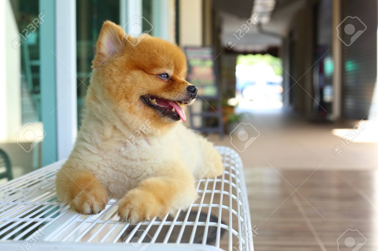 Happy Smile Pomeranian Small Dog Cute Pet Friendly Animal