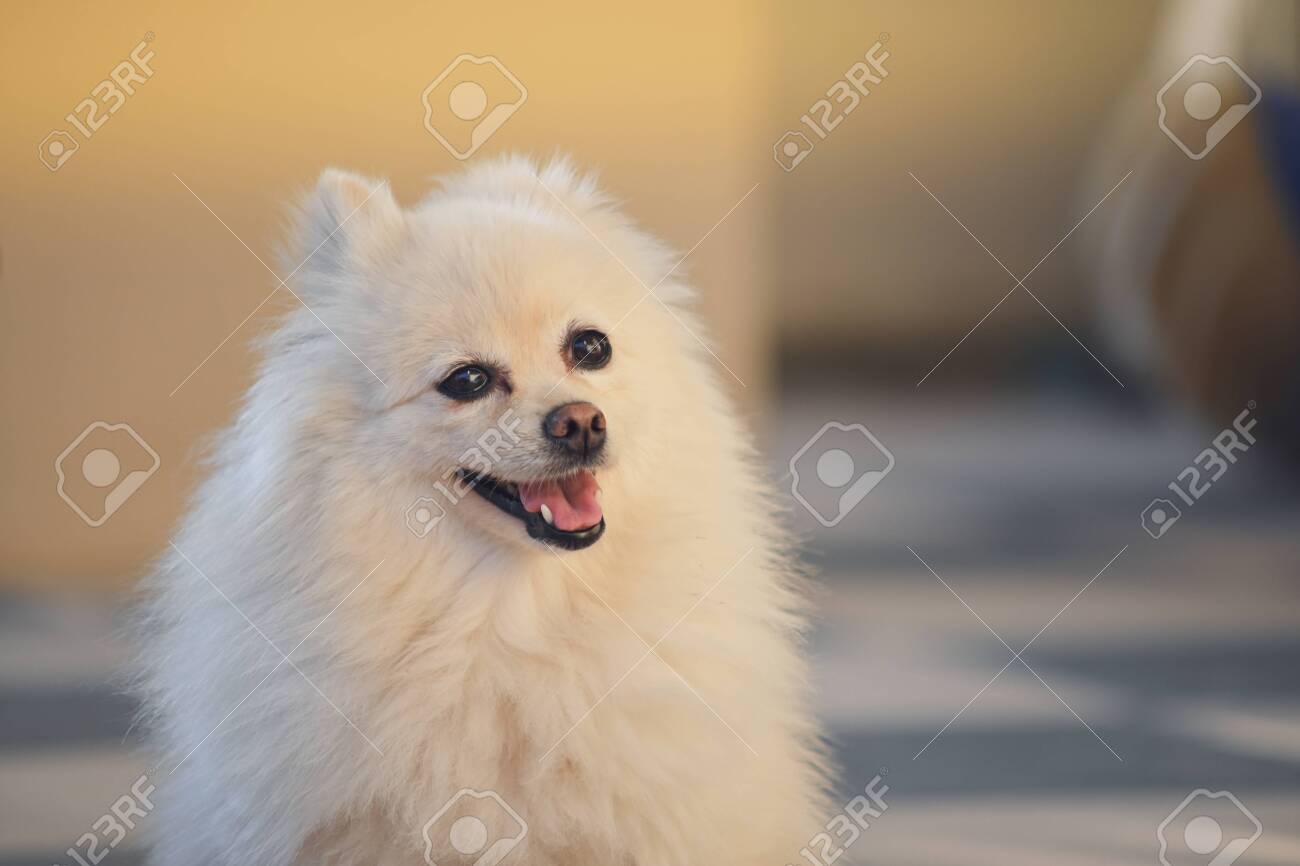 pomeranian long hair