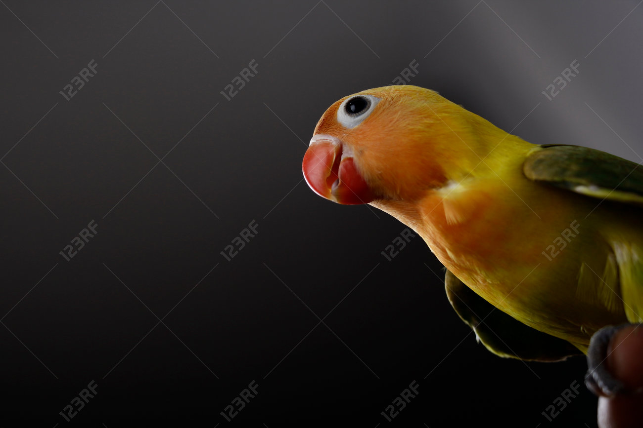 etiam-dictum-ipsum-a-felis