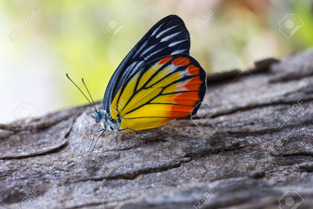 etiam-dictum-ipsum-a-felis