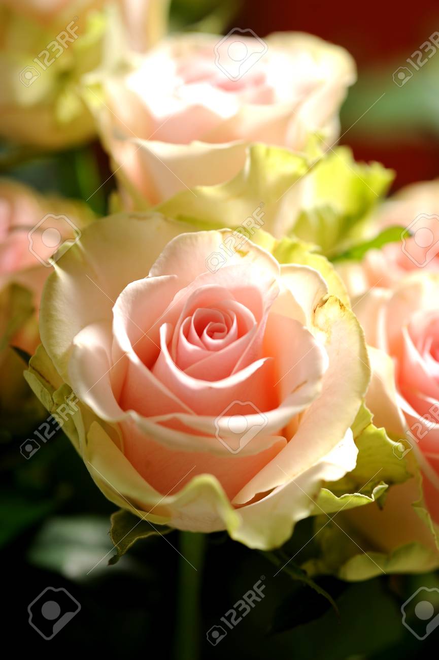 Wunderschöne rose