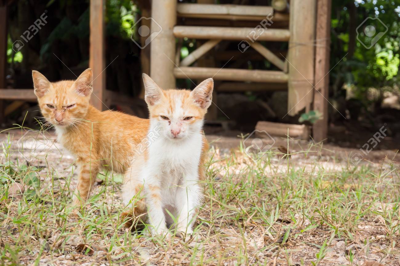 地面に座っている2つの汚れた黄色雑種子猫 カメラを探しています かわいい猫 動物の背景 の写真素材 画像素材 Image 地面に座っている2つの汚れた黄色雑種子猫 カメラを探しています かわいい猫 動物の背景 の写真素材 画像素材 Image