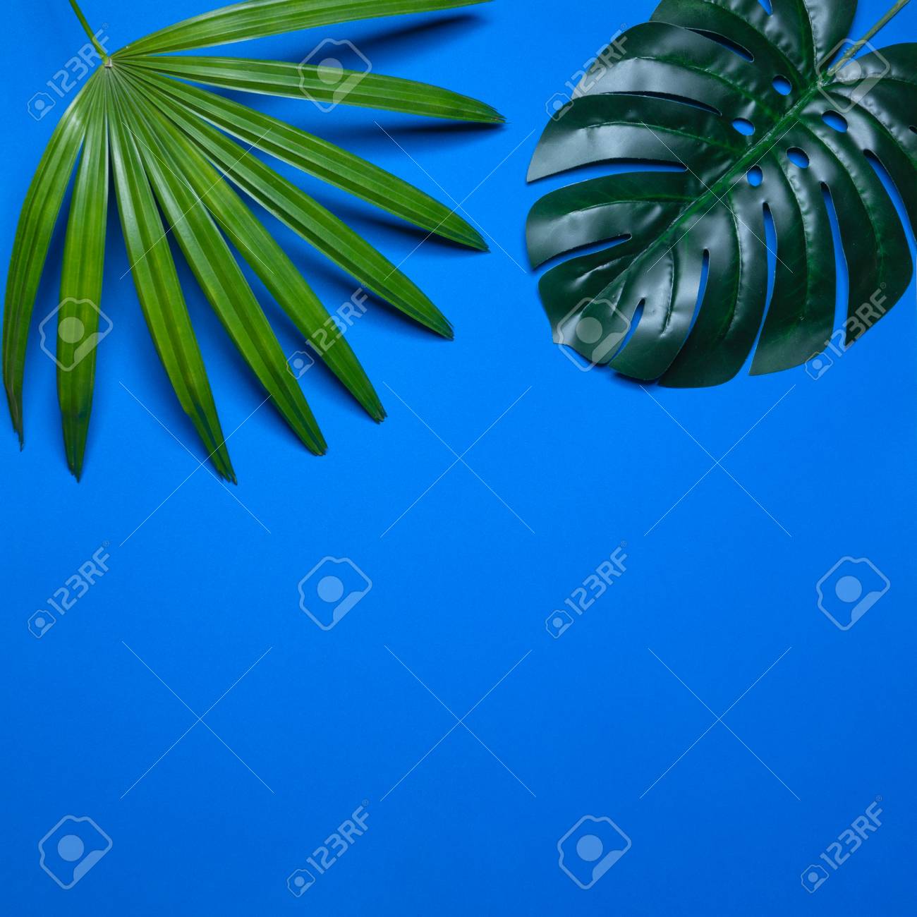 Trendy summer tropical leaves, Tropical leaves on blue background, Summer tropical backgrounds, Minimal concept, Flat lay - 104430261 Trendy summer tropical leaves, Tropical leaves on blue background, Summer tropical backgrounds, Minimal concept, Flat lay - 104430261