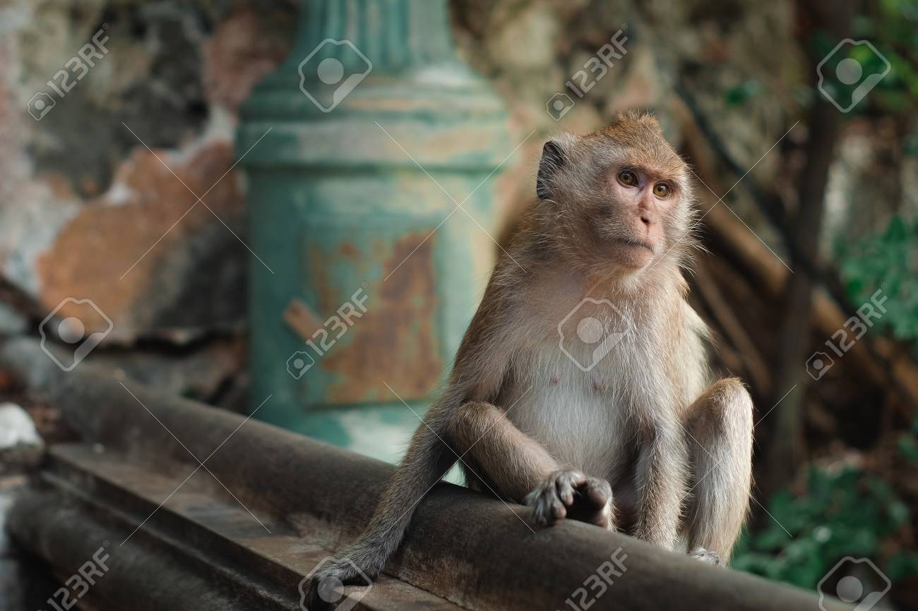 etiam-dictum-ipsum-a-felis