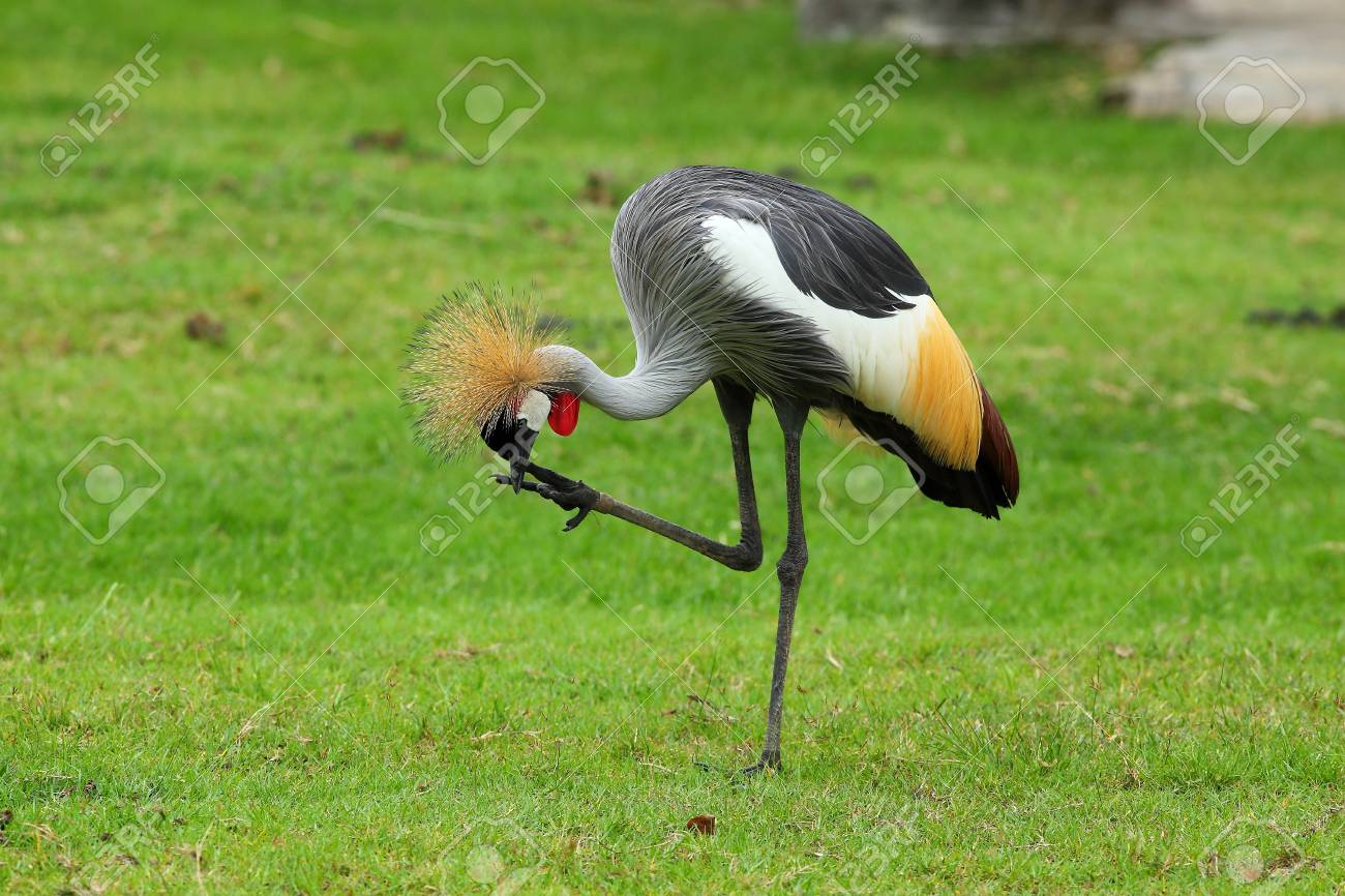 grey crowned crane stock