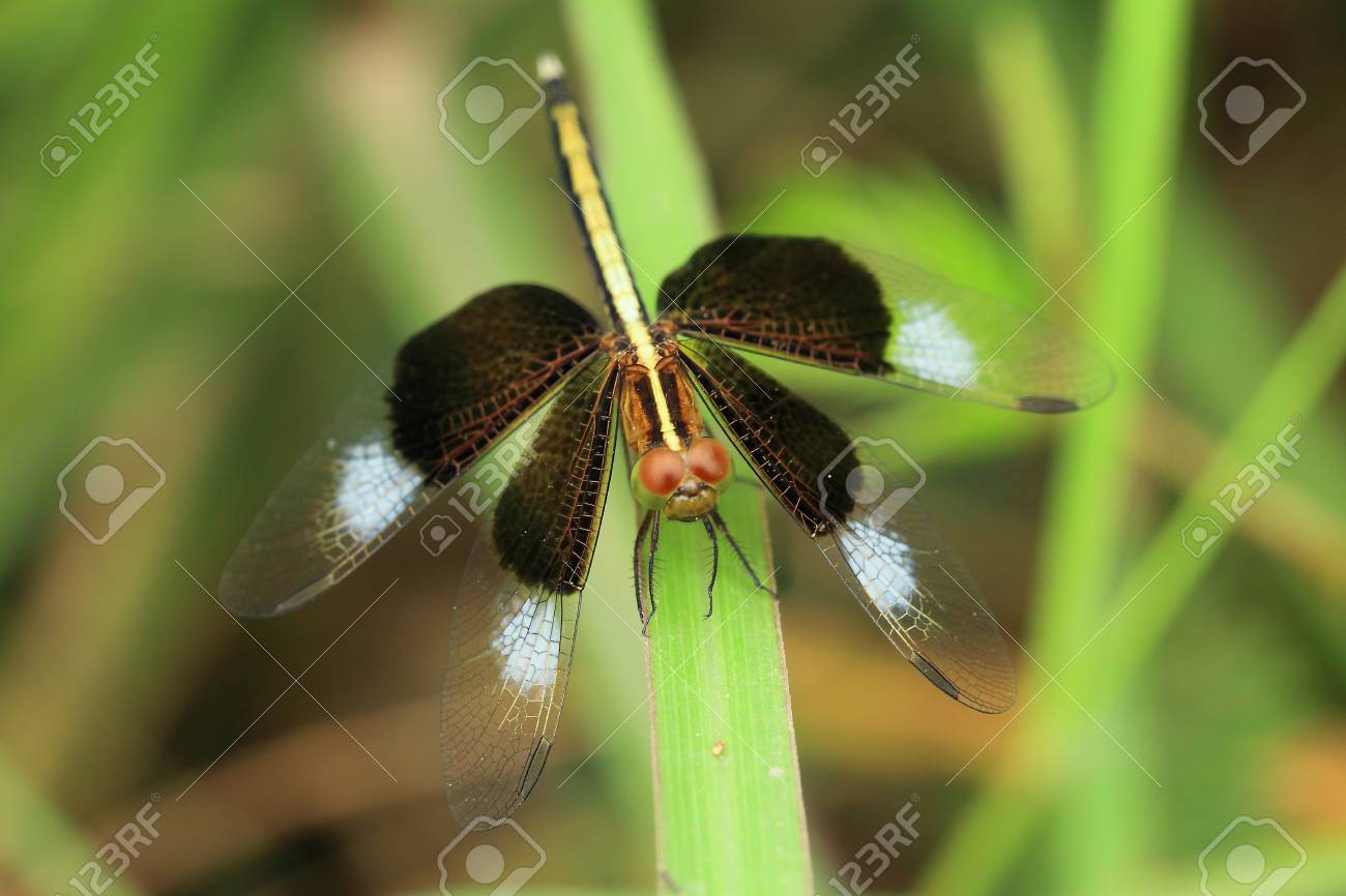 黒いトンボ の写真素材 画像素材 Image